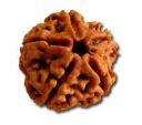 5 mukhi rudraksha